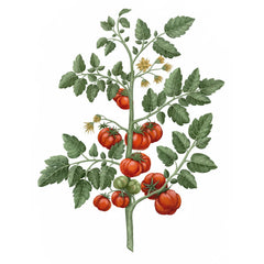 Carrière Frères Diffuser Tomato - Lycopersicon Esculentum - 6.7 fl. oz