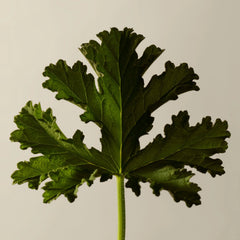 Aesop Geranium Leaf Body Scrub 180ml
