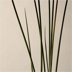Aesop Kagerou Aromatique Incense 165ml