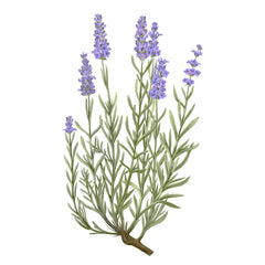 Carrière Frères Diffuser Lavender - Lavandula Angustifolia - 6.7 fl. oz