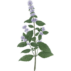 Carrière Frères Diffuser Spearmint - Mentha Spicata - 6.7 fl. oz